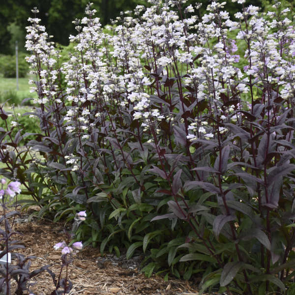'Onyx and Pearls' Beardtongue (Penstemon)