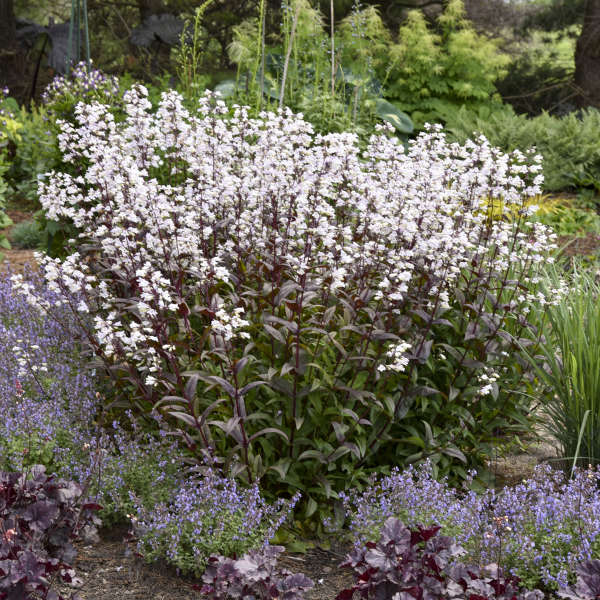'Onyx and Pearls' Beardtongue (Penstemon) - Image 4