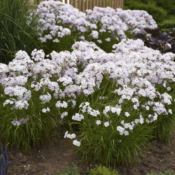 'Opening Act Pink-A-Dot' Hybrid Phlox - Image 5