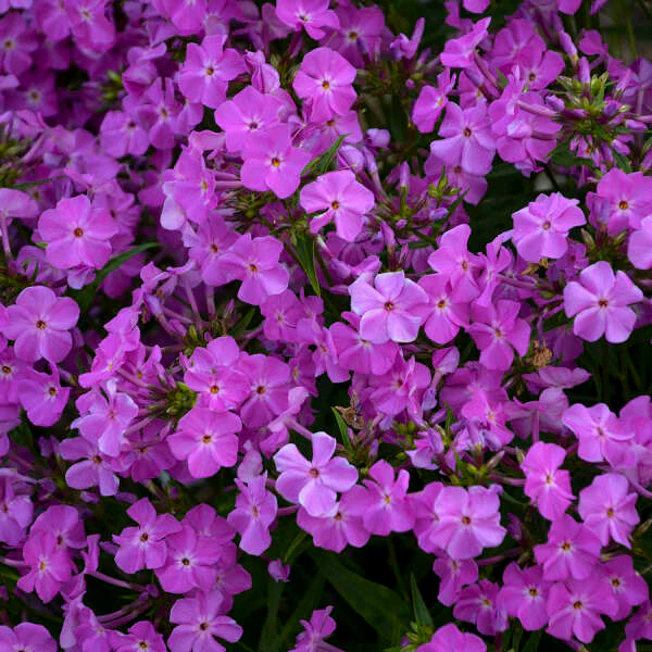 'Opening Act Romance' Hybrid Phlox - Image 2