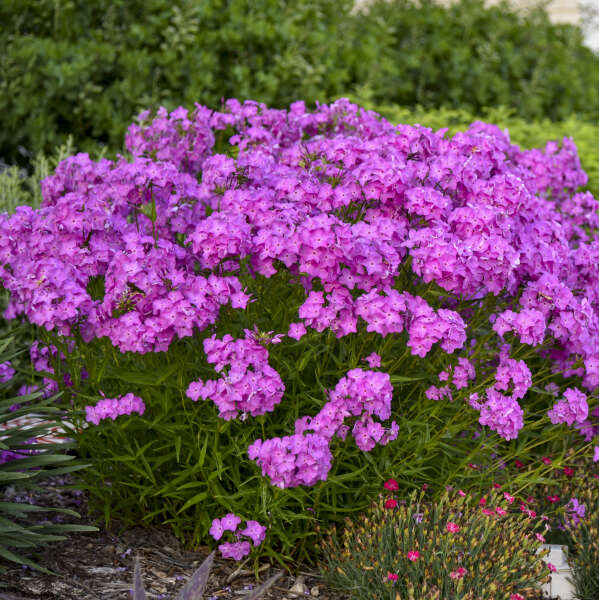 'Opening Act Ultrapink' Hybrid Phlox - Image 2