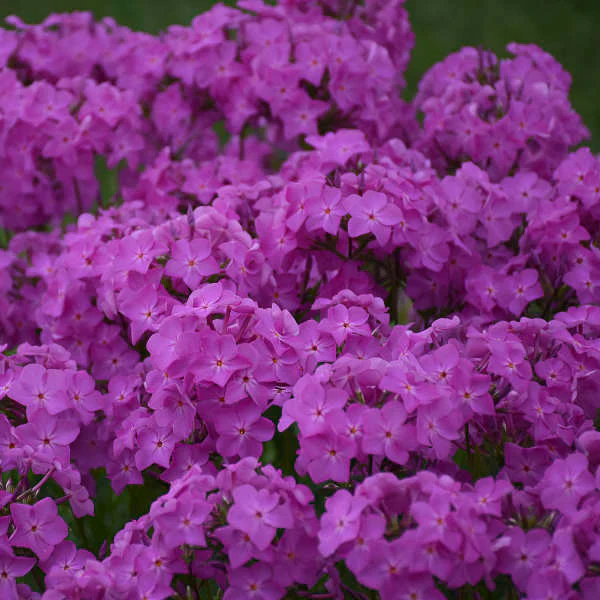 'Opening Act Ultrapink' Hybrid Phlox - Image 3