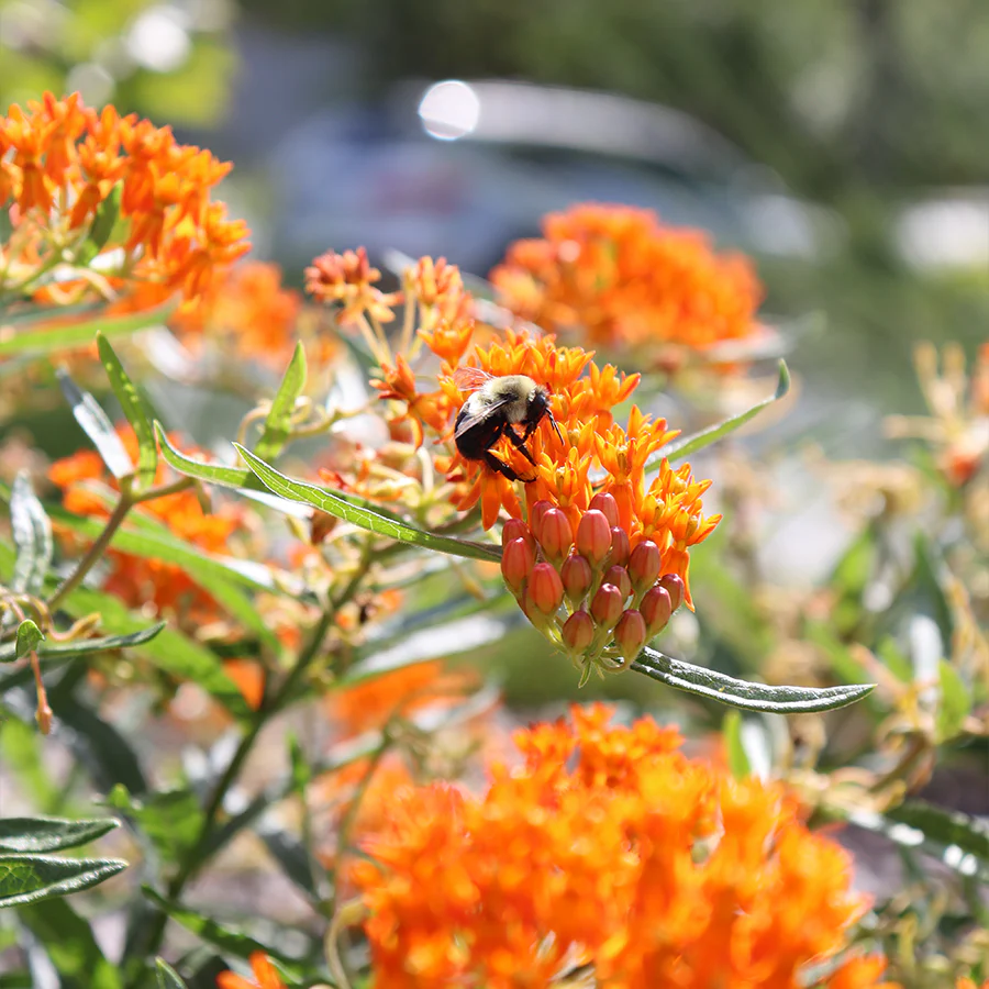 Orange Milkweed (Butterfly Weed)