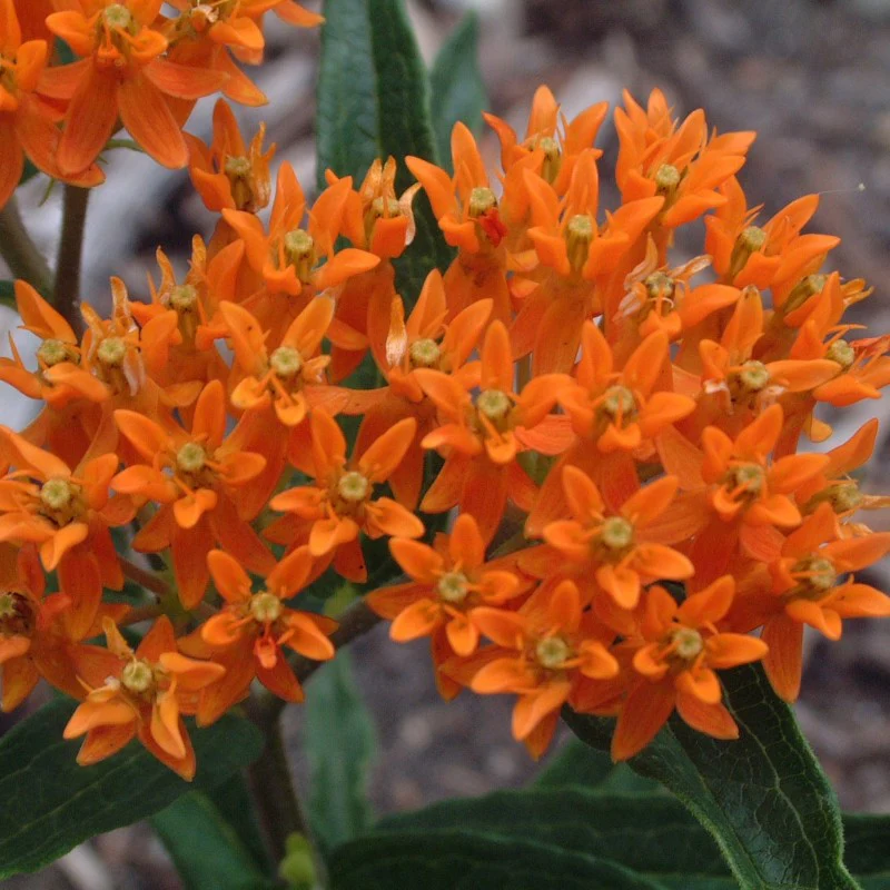 Orange Milkweed (Butterfly Weed) - Image 4