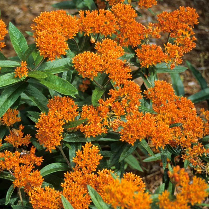 Orange Milkweed (Butterfly Weed) - Image 5