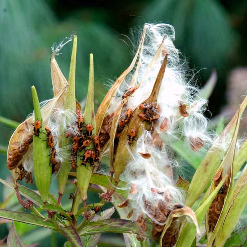 Orange Milkweed (Butterfly Weed) - Image 6