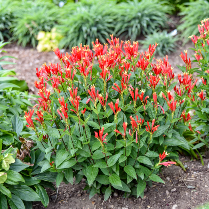 'Orange Slices' Spigelia