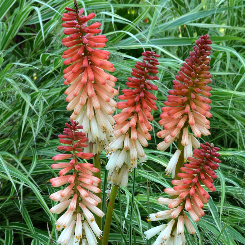 'Orange Vanilla Popsicle' Red Hot Poker (Kniphofia)