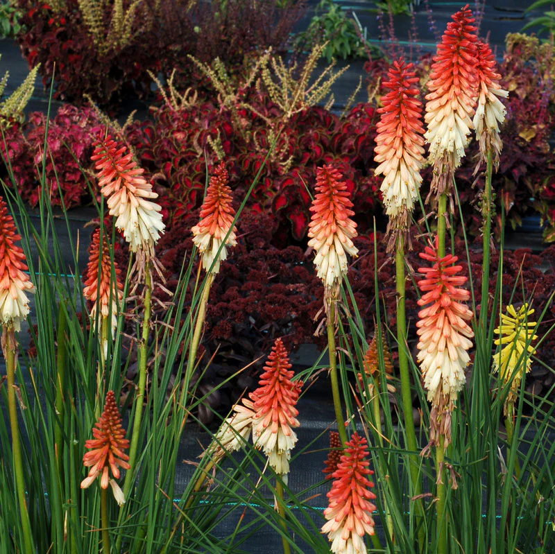 'Orange Vanilla Popsicle' Red Hot Poker (Kniphofia) - Image 2