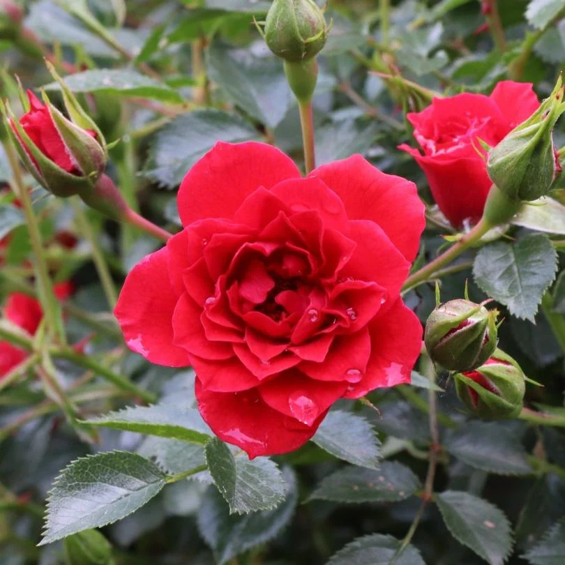 Oso Easy® Pathfinder™ Red Rose