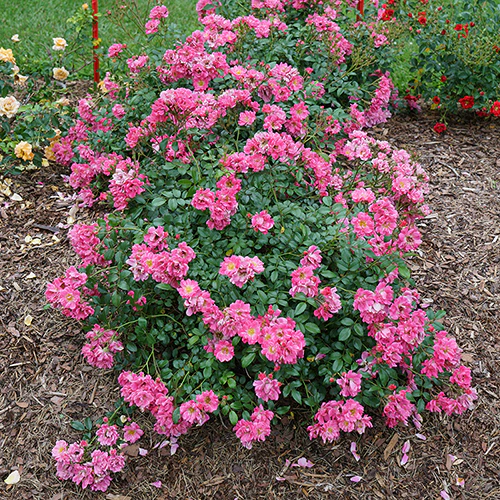Oso Easy® Double Pink Rose - Image 2