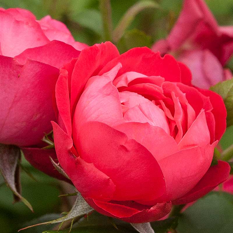 Oso Easy Double Red® Rose - Image 3