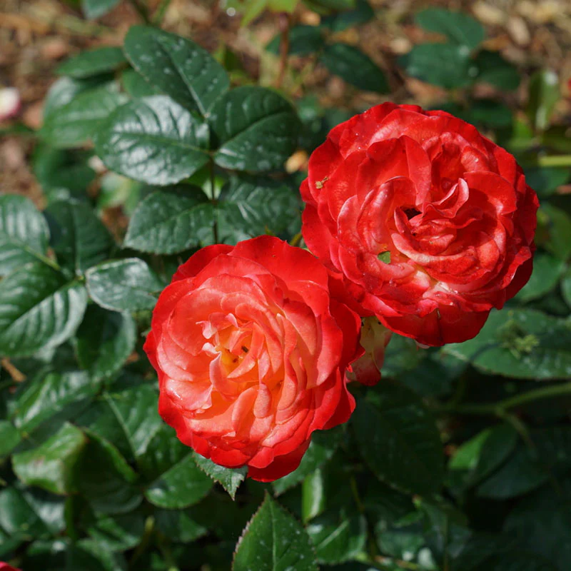 Oso Easy En Fuego® Rose - Image 3