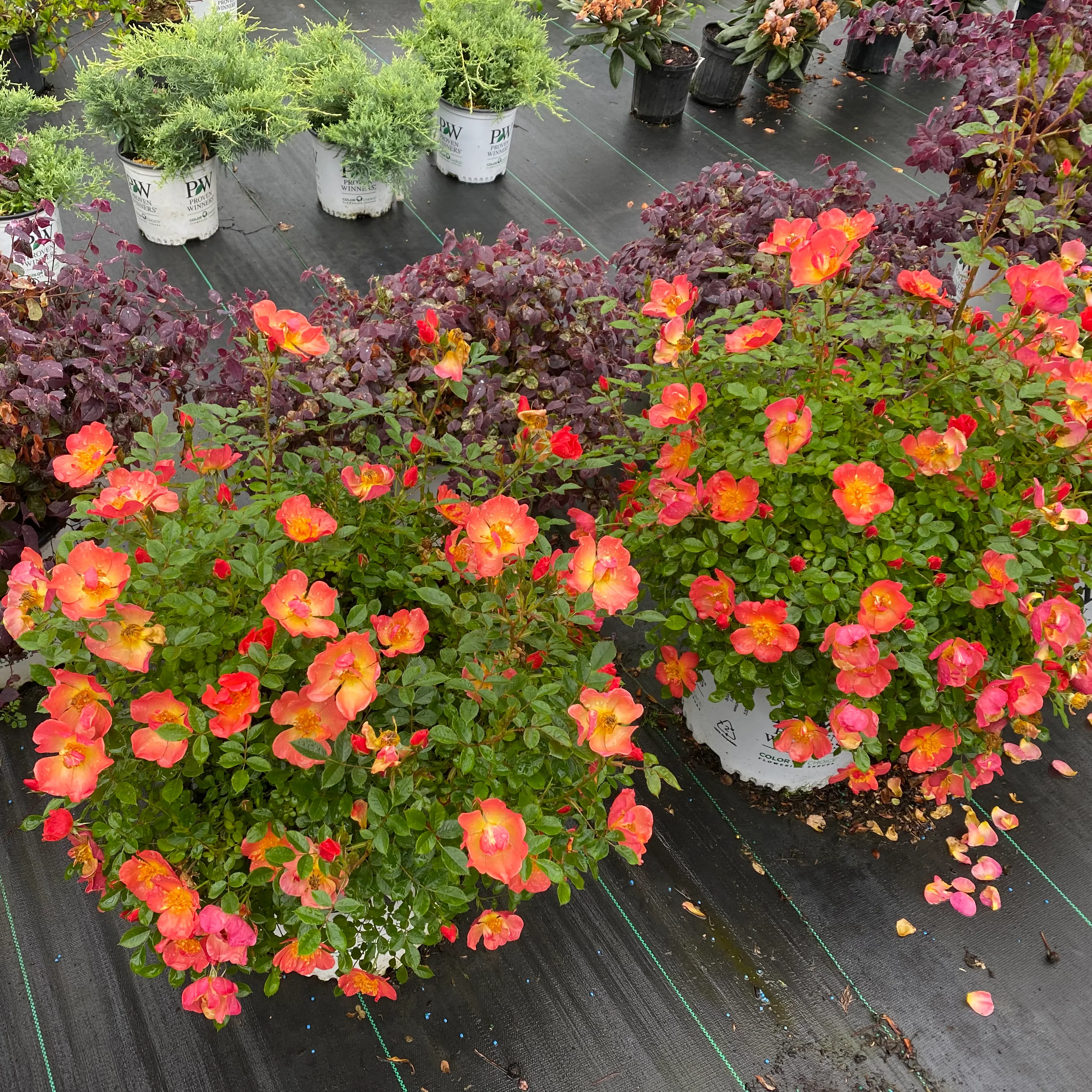Oso Easy® Hot Paprika® Rose - Image 3