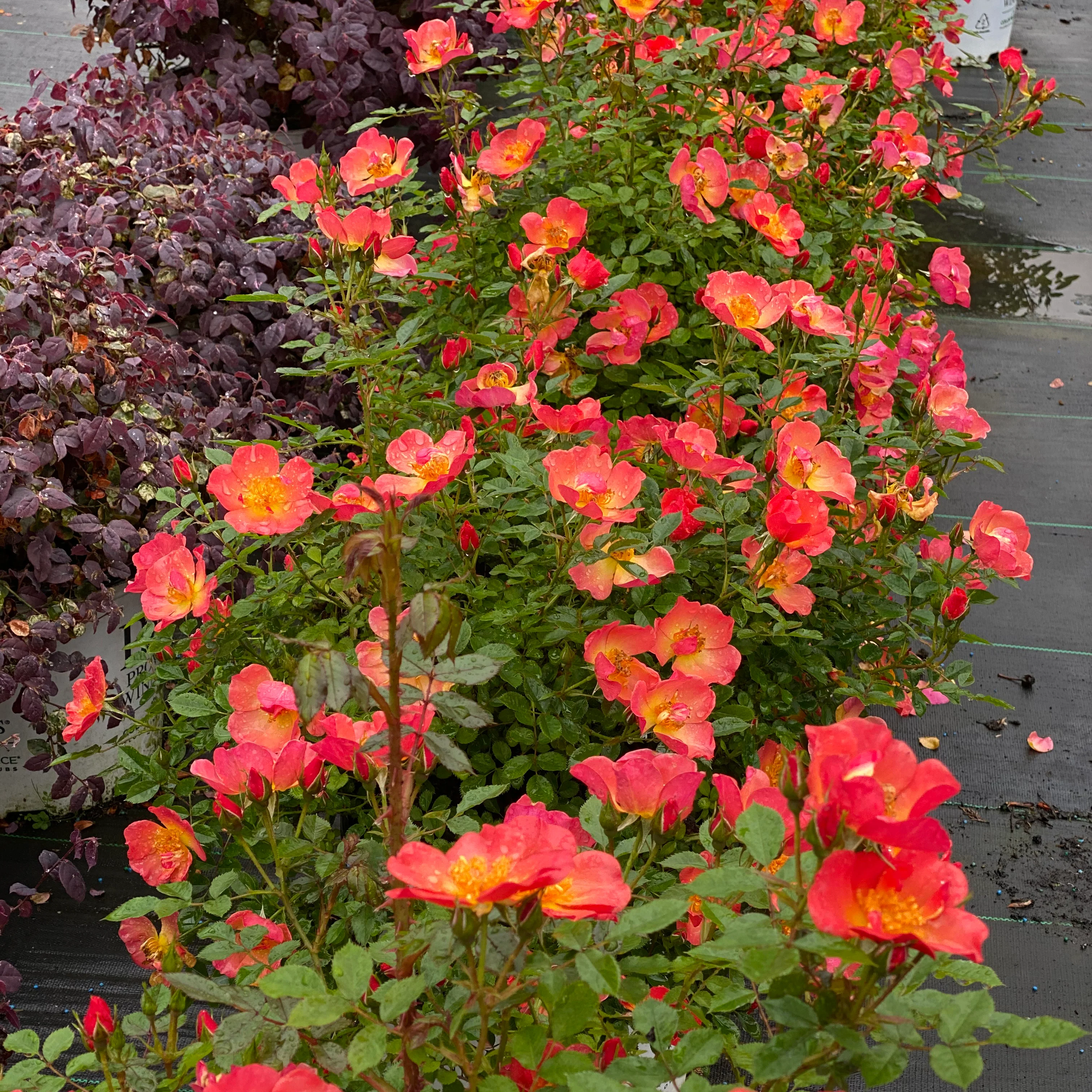 Oso Easy® Hot Paprika® Rose - Image 5