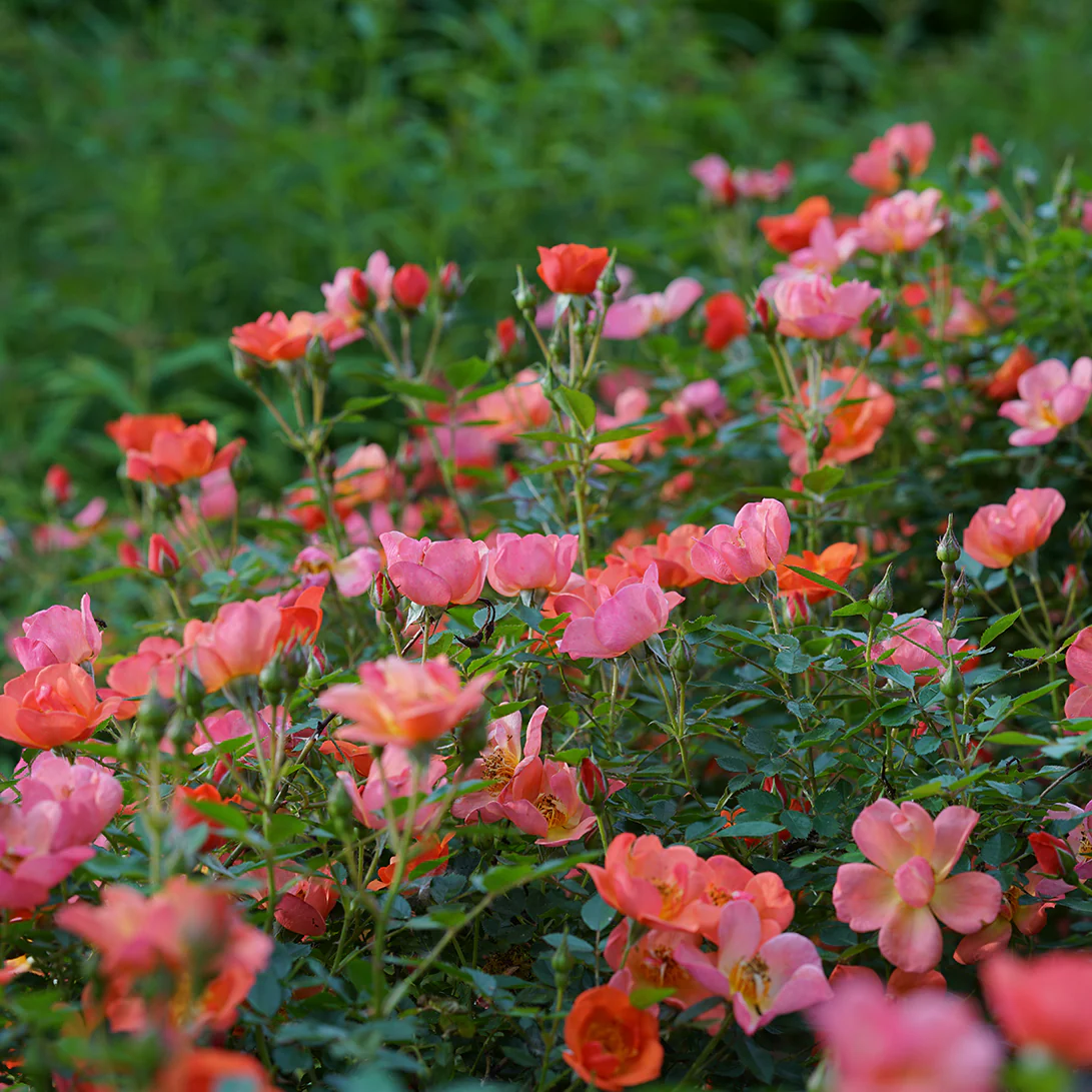 Oso Easy® Hot Paprika® Rose - Image 7