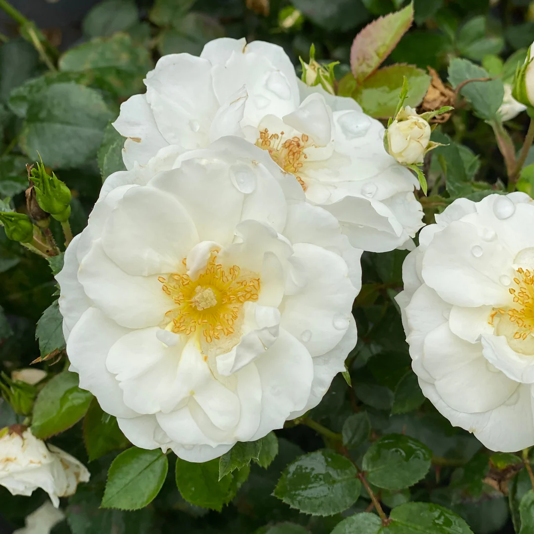 Oso Easy Ice Bay® Rose