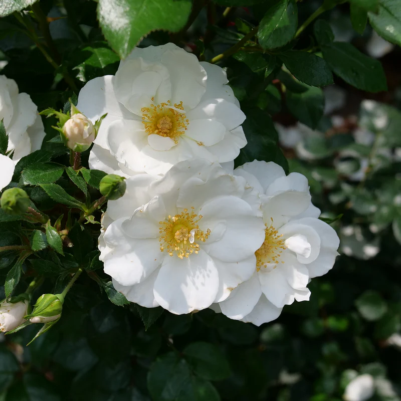 Oso Easy Ice Bay® Rose - Image 3
