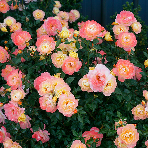 Oso Easy Italian Ice® Rose - Image 3