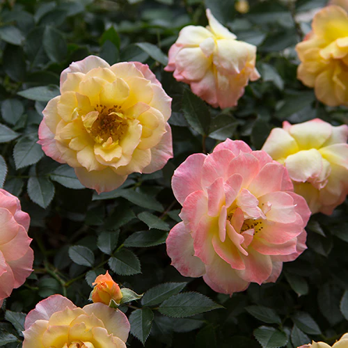 Oso Easy Italian Ice® Rose - Image 4