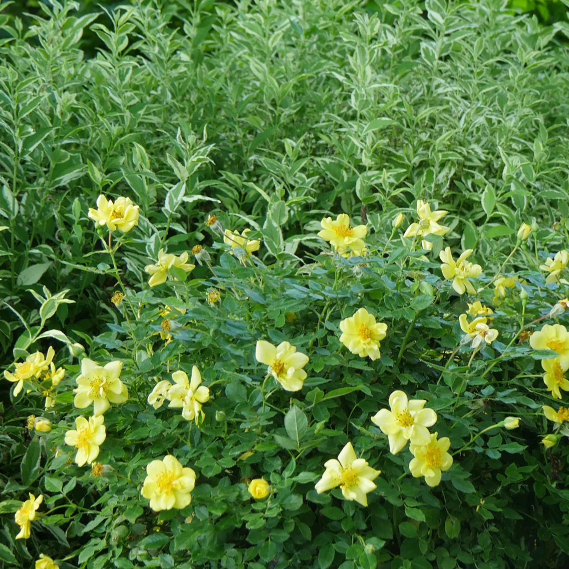 Oso Easy Lemon Zest® Rose - Image 3