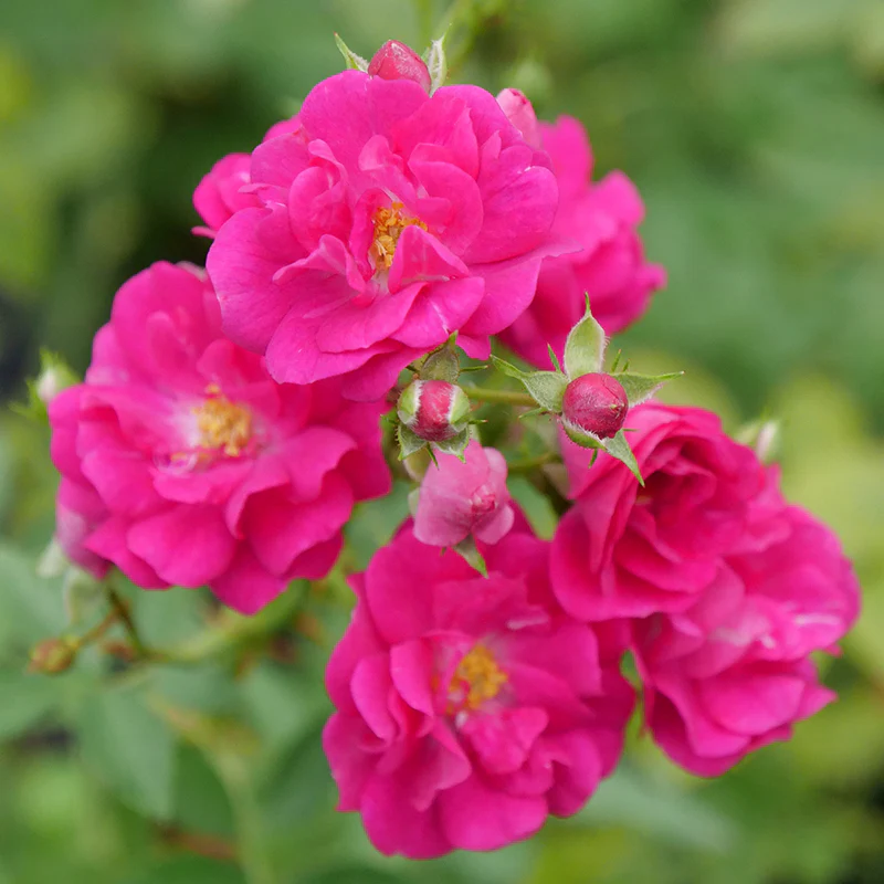 Oso Easy Peasy® Rose - Image 3