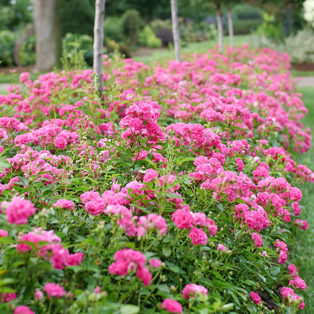Oso Easy Peasy® Rose - Image 5