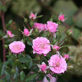 Oso Easy® Petit Pink Rose - Image 5