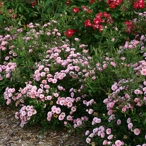 Oso Easy® Petit Pink Rose - Image 6