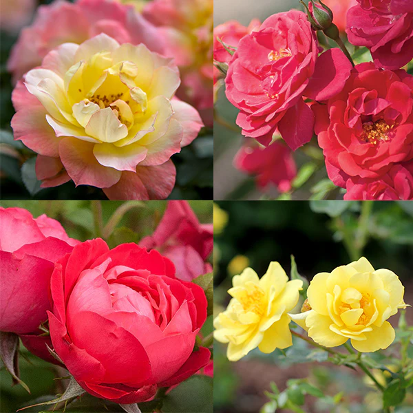 Oso Easy® Rose Collection