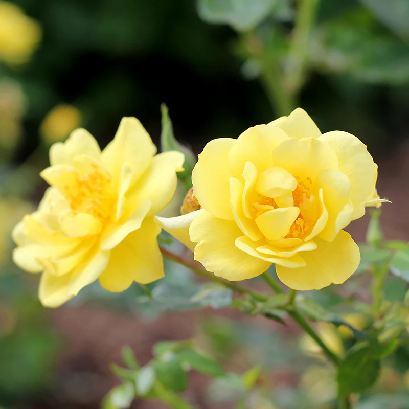 Oso Easy® Rose Collection - Image 4