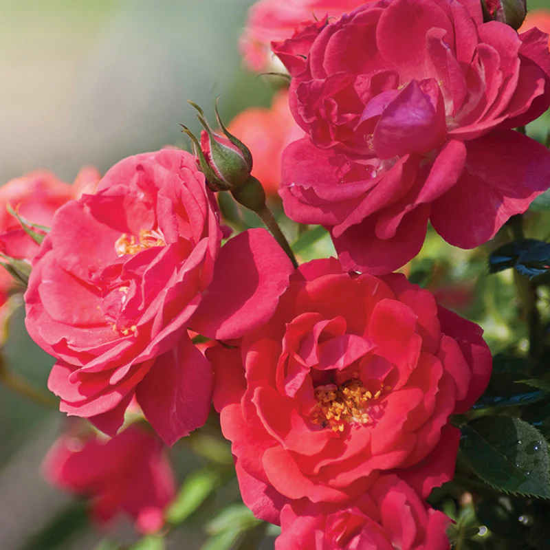 Oso Easy® Rose Collection - Image 5