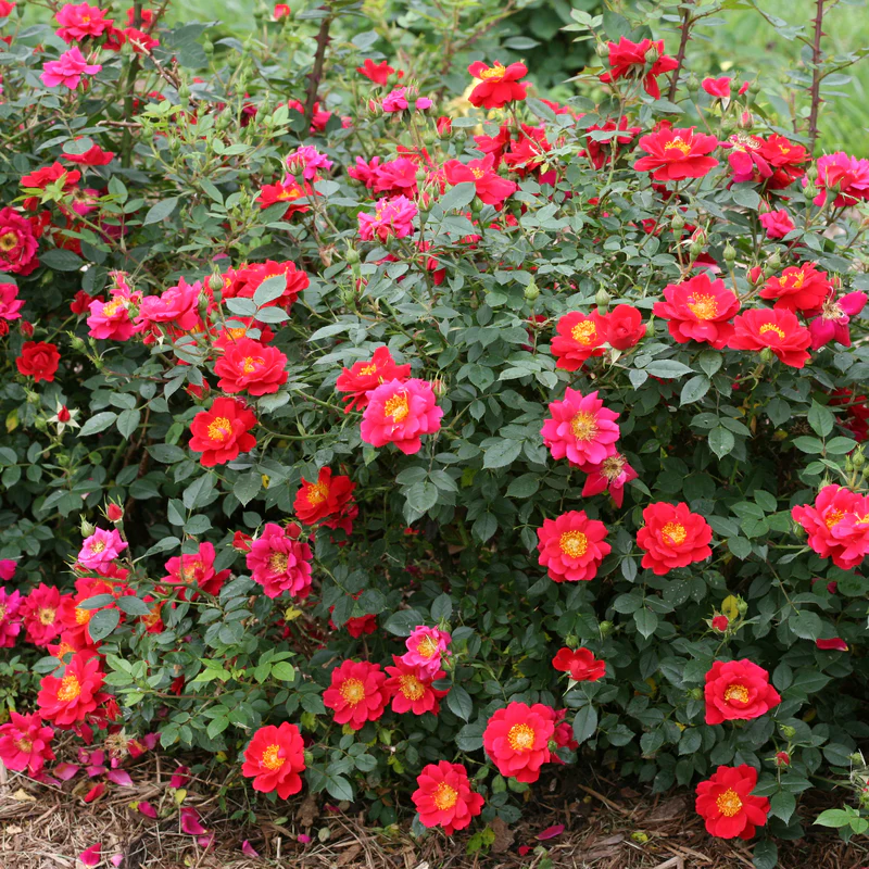Oso Easy Urban Legend® Rose