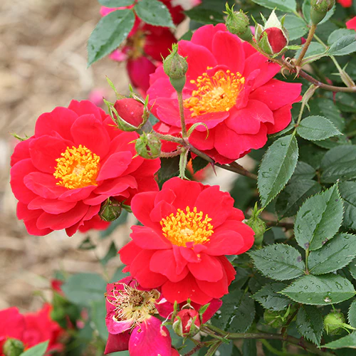 Oso Easy Urban Legend® Rose - Image 2