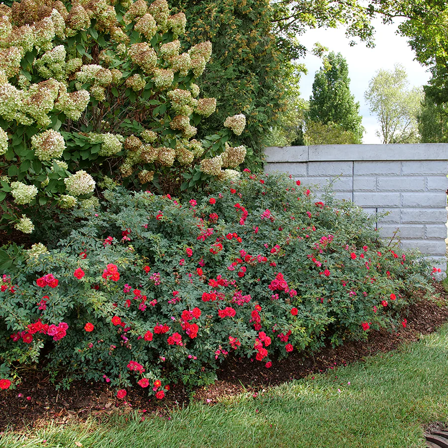 Oso Easy Urban Legend® Rose - Image 5