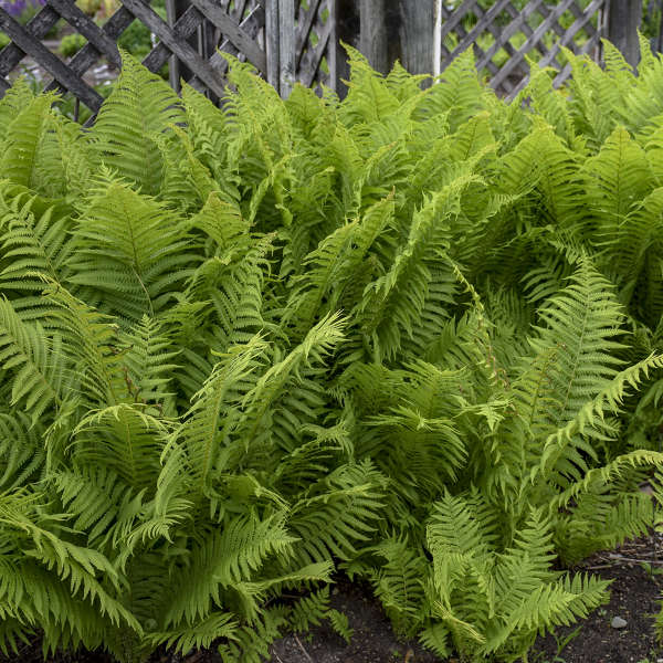 Ostrich Fern (Matteuccia)