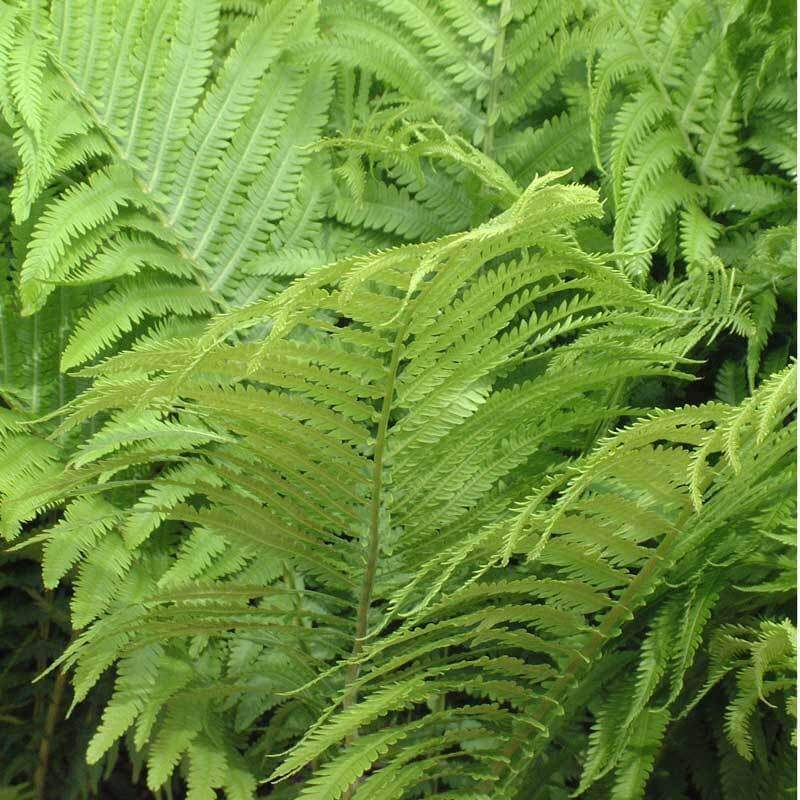 Ostrich Fern (Matteuccia) - Image 3