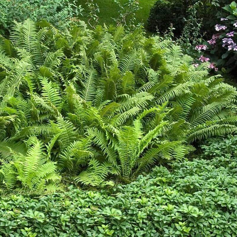 Ostrich Fern (Matteuccia) - Image 5