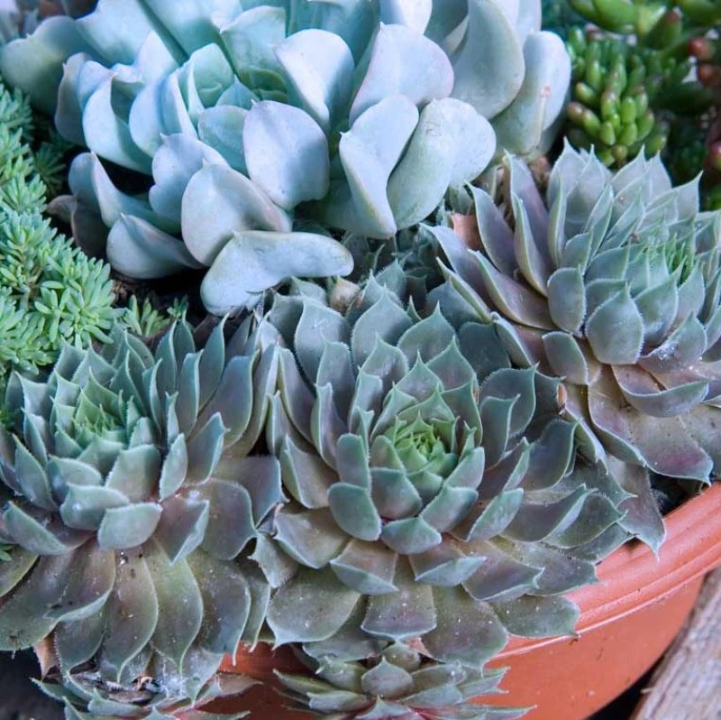 'Pacific Blue Ice' Hens & Chicks - Image 3