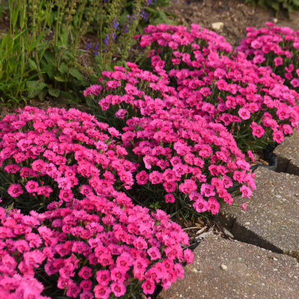 'Paint the Town Fancy' Dianthus