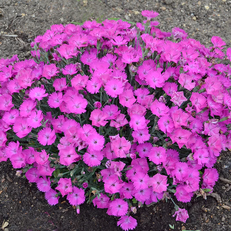 'Paint The Town Fuchsia' Dianthus - Image 3