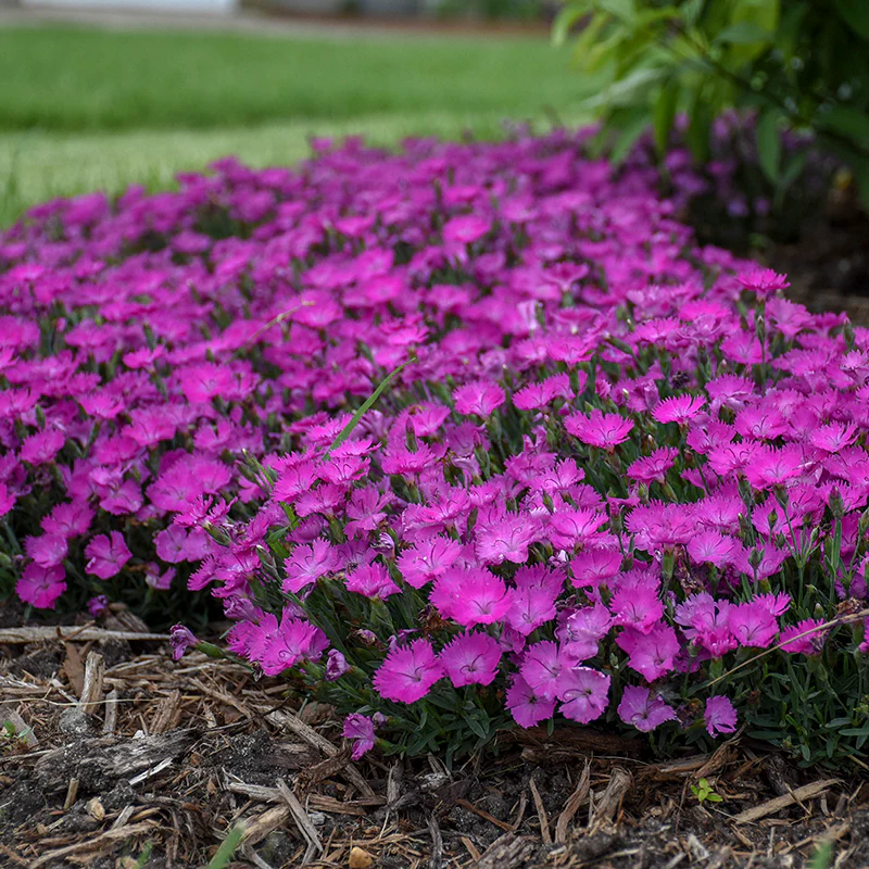 'Paint The Town Fuchsia' Dianthus - Image 4