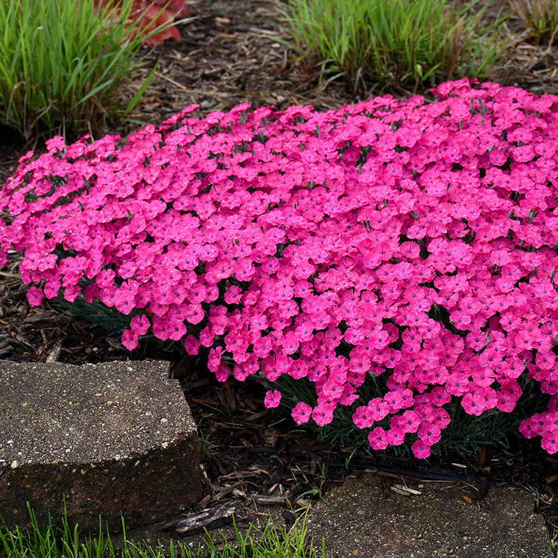 'Paint The Town Magenta' Dianthus - Image 4