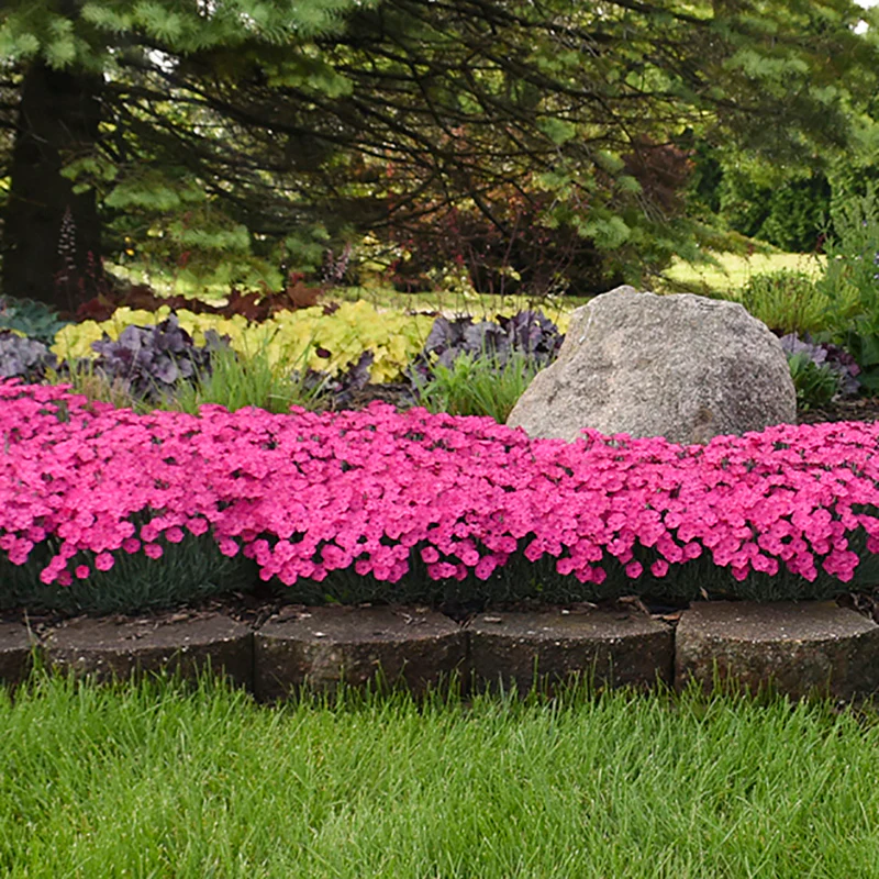 'Paint The Town Magenta' Dianthus - Image 5
