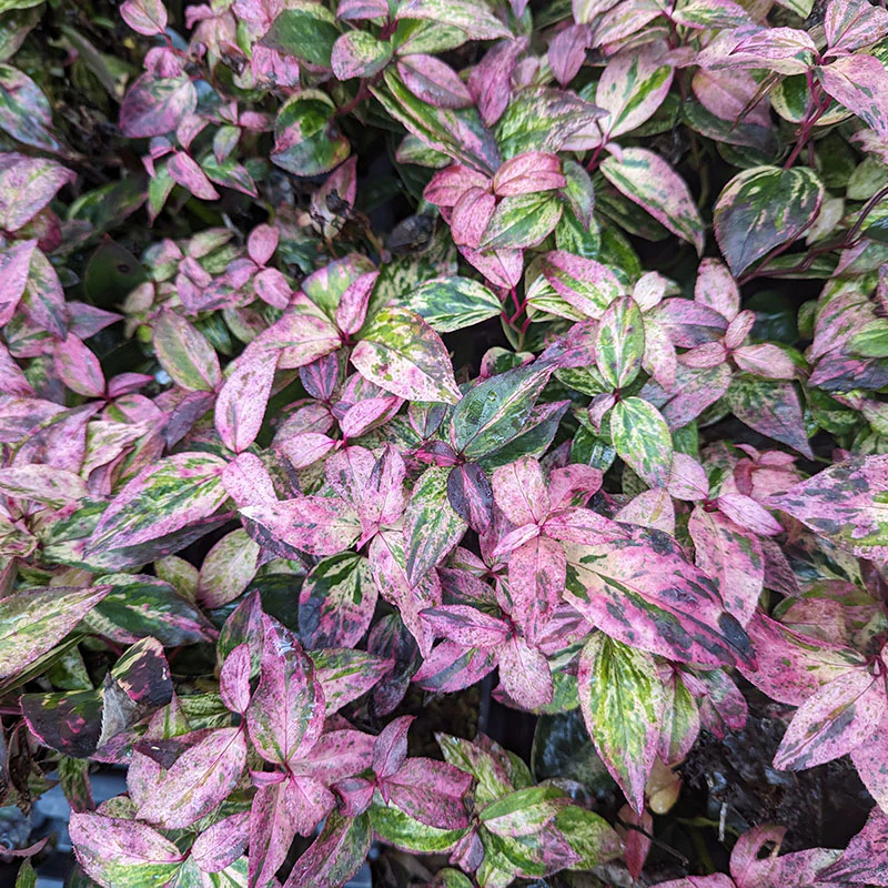 Paisley Pup™ Doghobble (Leucothoe)