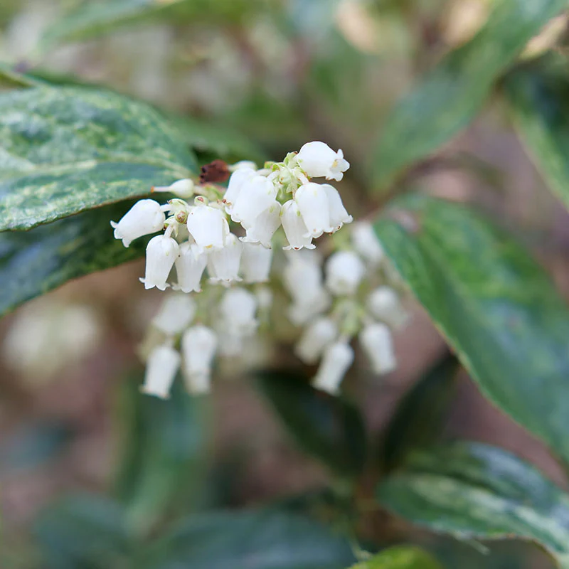 Paisley Pup™ Doghobble (Leucothoe) - Image 2
