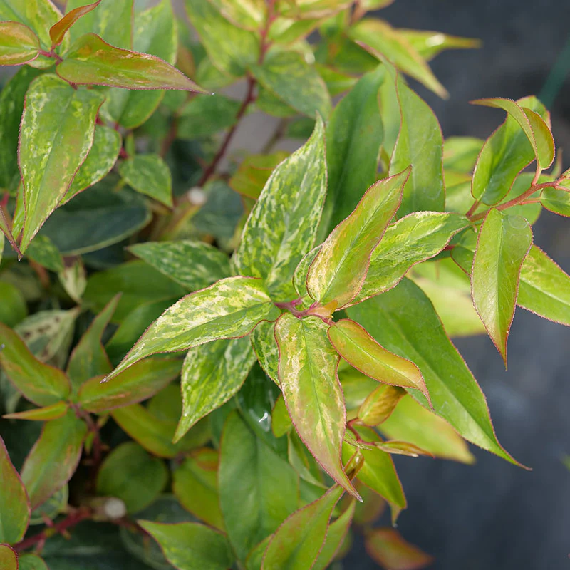 Paisley Pup™ Doghobble (Leucothoe) - Image 3