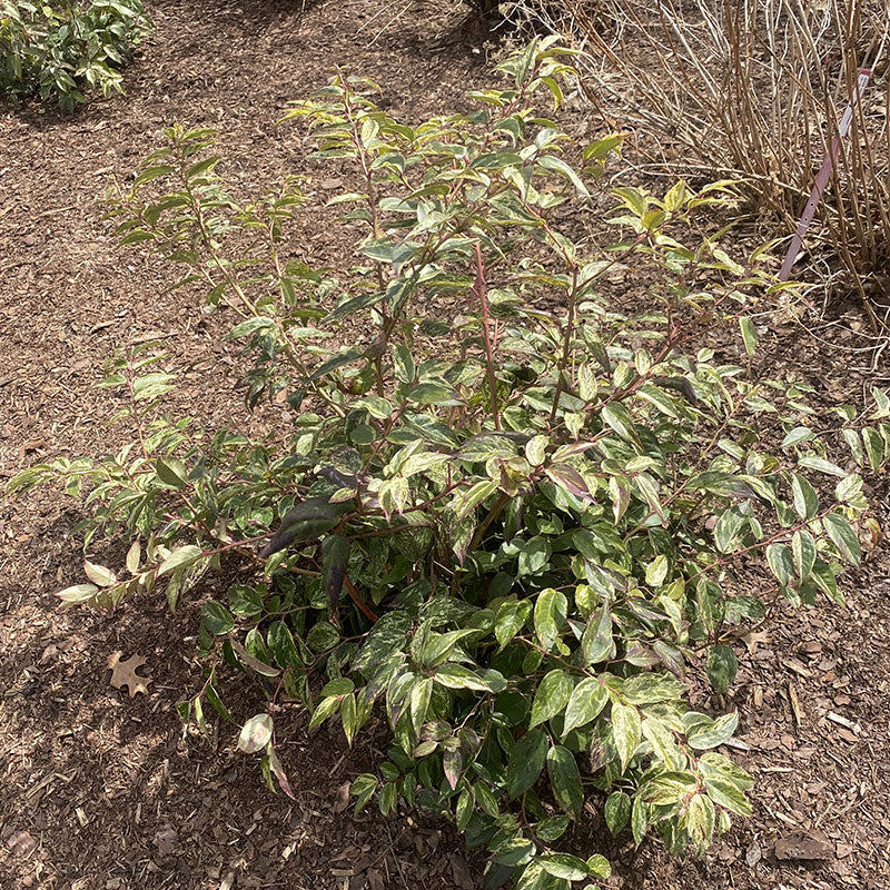 Paisley Pup™ Doghobble (Leucothoe) - Image 7