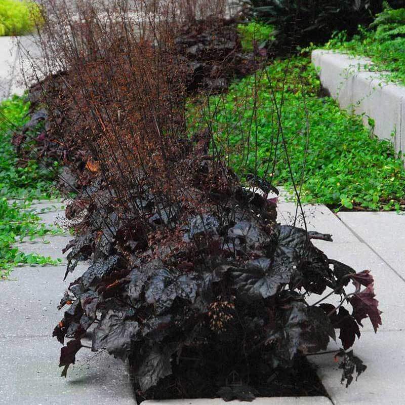 'Palace Purple' Coral Bells - Image 5