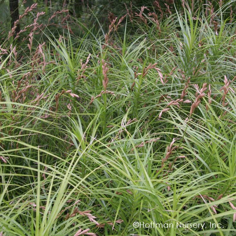 Palm Sedge (Carex)